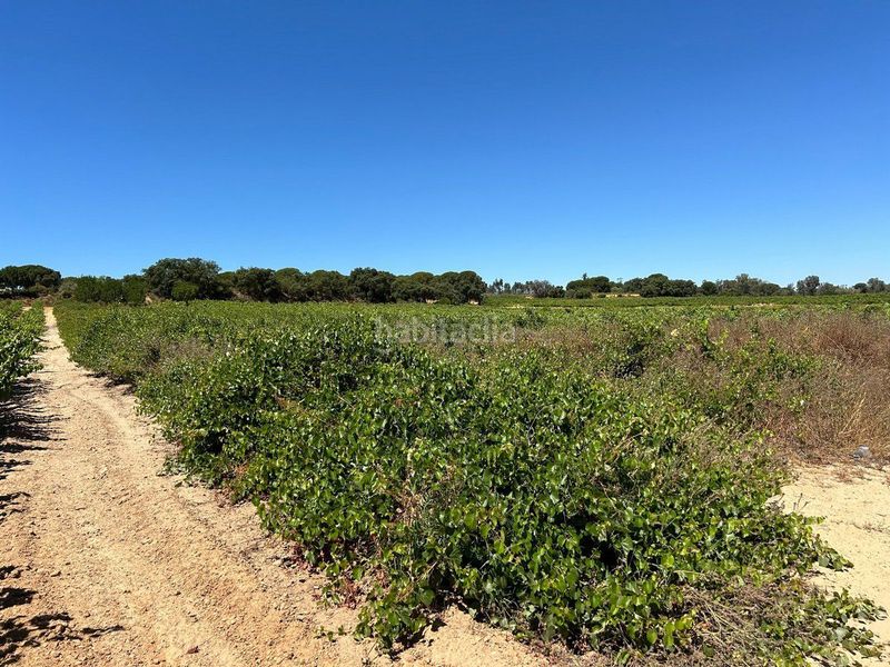 Foto 5df14d14-99ee-4775-99ca-6b8600f8008a. Finca rústica a Bollullos Par del Condado
