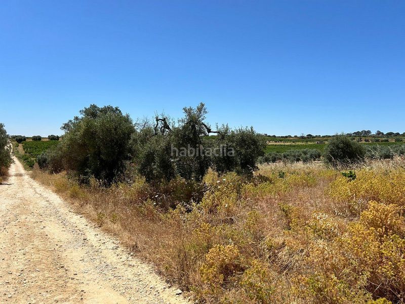 Foto 931d28fa-1d42-47bc-8e5c-604015fb2149. Finca rústica a Bollullos Par del Condado