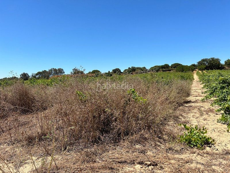 Foto b1b439c3-b1a2-4000-b3e5-d321d92b6c95. Finca rústica a Bollullos Par del Condado
