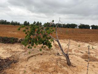 Masía en Bollullos Par del Condado