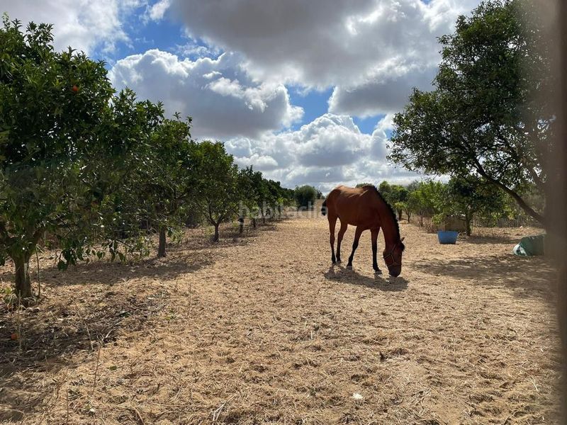 Foto 9f0e2523-ceb6-40c1-8d3b-9ce0f442ac73. Finca rústica a Bollullos Par del Condado