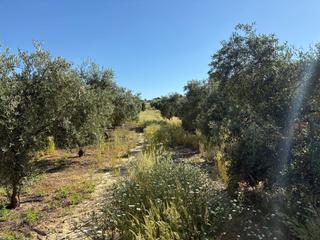 Rural plot in Bollullos Par del Condado