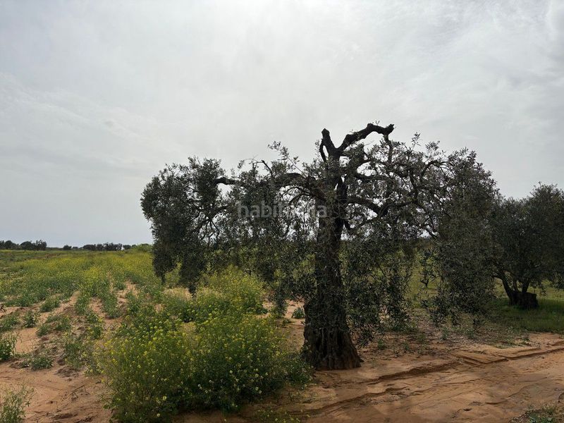 Foto c837738c-23d4-4478-835a-6e89733a78f9. Finca rústica a Bollullos Par del Condado