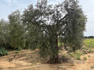 Rural plot in Bollullos Par del Condado