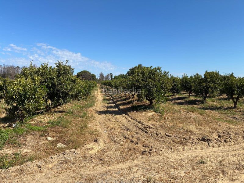 Foto 227c7b72-02db-440f-8583-16c70e080530. Finca rústica a Gibraleón