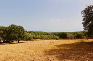 Residential Plot in Costitx. Interesante terreno para construir en costitx con licencia caduc