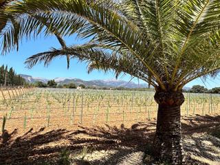 Maison à Sencelles. Gran finca mallorquina con viñedo propio y licencia turística en