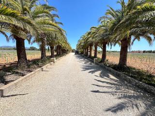 Casa a Sencelles. Gran finca mallorquina con viñedo propio y licencia turística en