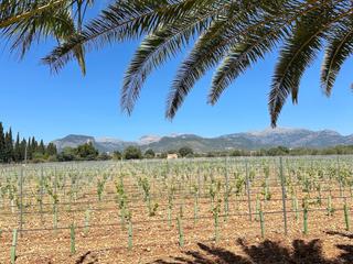 Maison à Sencelles. Gran finca mallorquina con viñedo propio y licencia turística en