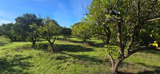 Residential Plot  Urbanizacion urbanización pulpejas i