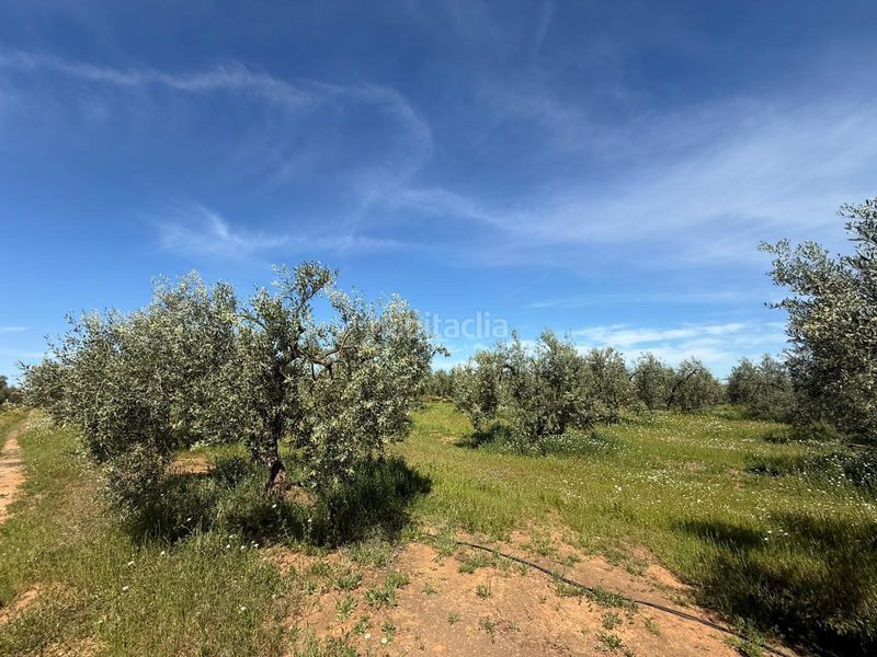 Foto 0f8f94f9-2af9-48bd-9d75-488484db6dbc. Finca rústica a Aznalcázar