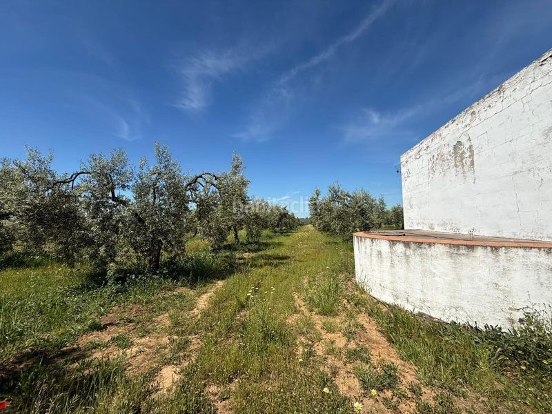 Foto 1df8a905-e6f8-497c-ae9d-fb4a7815ed69. Finca rústica a Aznalcázar