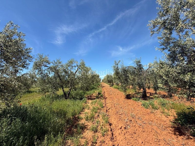 Foto 7b2de4f5-dfde-424c-96f0-a0d1a8e9de97. Finca rústica a Aznalcázar