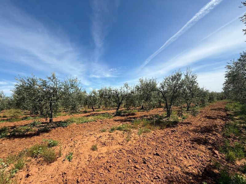 Foto 9299570c-c697-490b-855b-c2601ad95239. Finca rústica a Aznalcázar