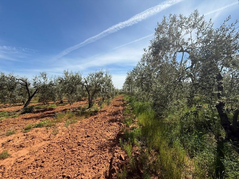 Foto b4af78d6-e341-4c6a-bdea-acfab9aff475. Finca rústica a Aznalcázar