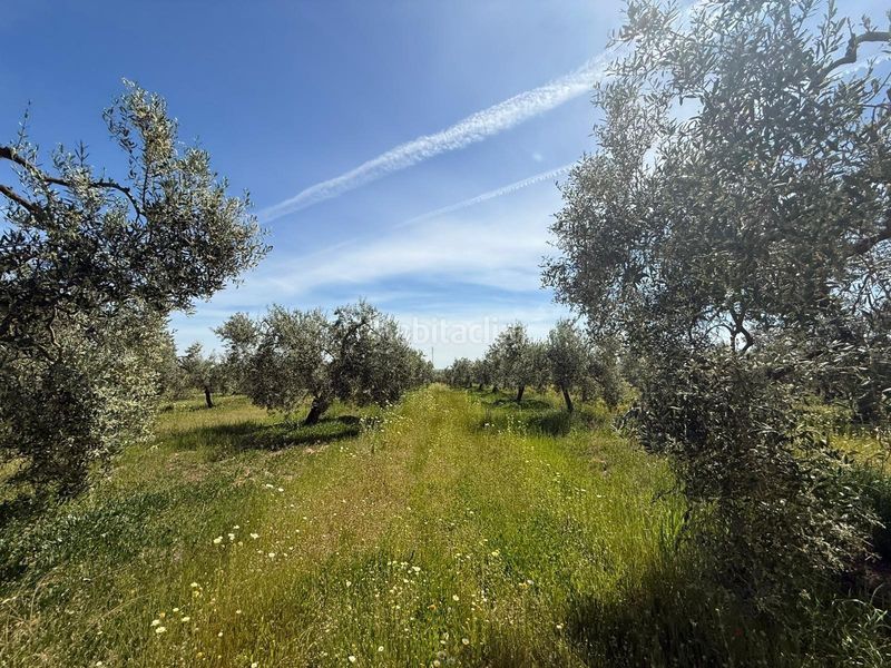 Foto b9762318-d12e-4669-8332-57e8d23c807f. Finca rústica a Aznalcázar