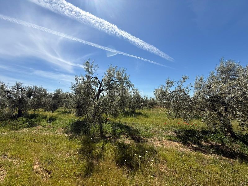 Foto dd5ef861-4872-4e04-b4ed-bb7220b44337. Finca rústica a Aznalcázar