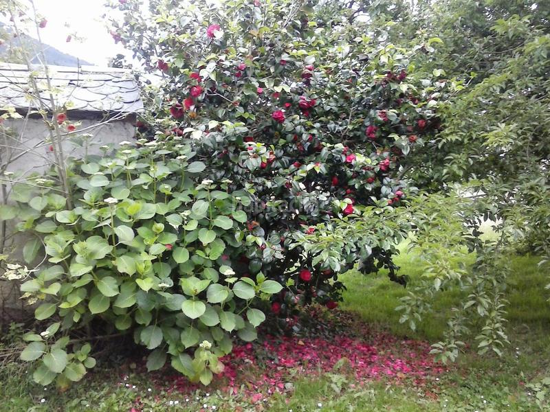 Foto c17f963f-efb6-4ce5-8aa3-5f0f3c7bb0a1. Casa con parcheggio in Franco (El)