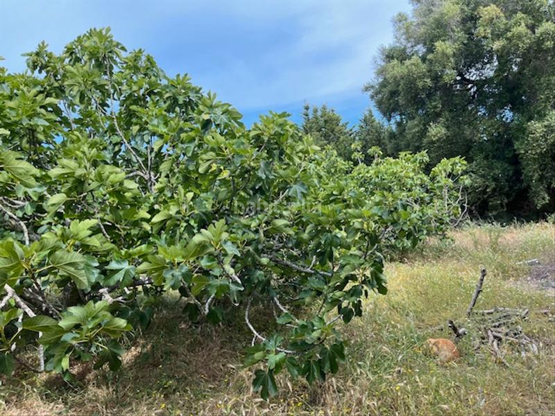 Foto 006b9d23-3642-4b56-bdd9-49854dbee0d4. Propriété dans Zafra