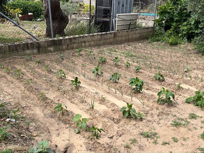 Foto cedec637-60e5-4a4c-b1d5-ad9eb75c267d. Propriété dans Zafra