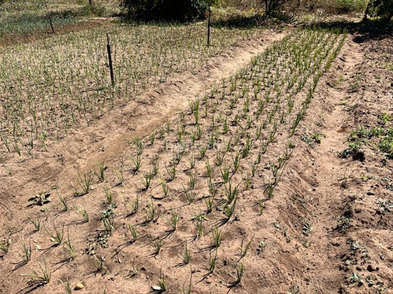 Foto 10569ae5-87fa-45e7-9a31-258bc56e9a13. Mas dans Vejer Vejer de la Frontera