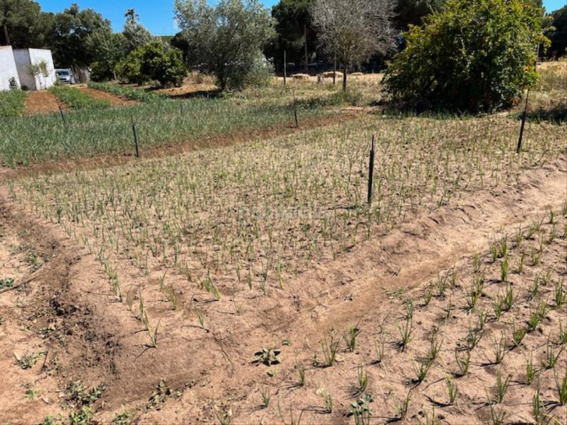 Foto 2bdbbb3b-9b43-4738-a4ce-8d5ae5a89ae2. Mas dans Vejer Vejer de la Frontera