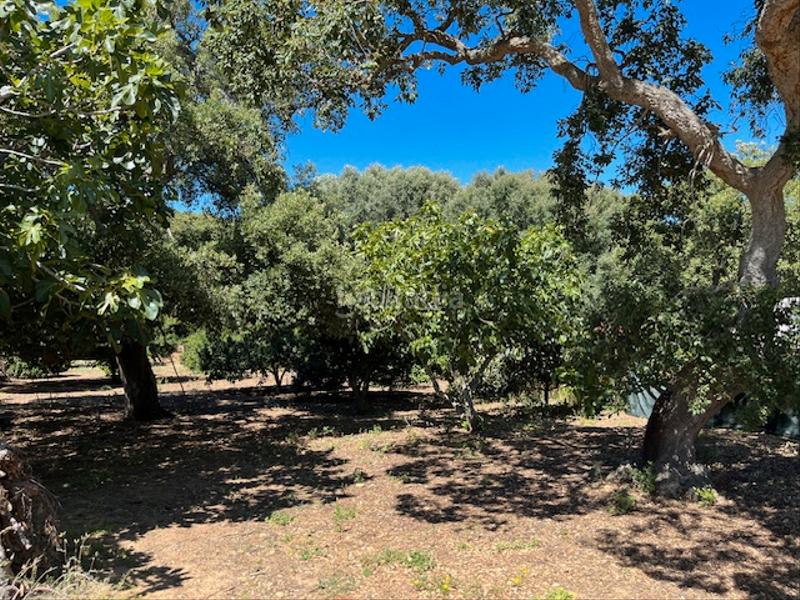 Foto 2e92018d-5080-40e4-9137-3f252af66fa9. Mas dans Vejer Vejer de la Frontera