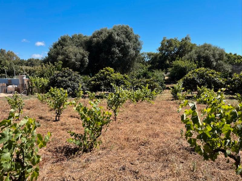 Foto 3e397e12-00e4-459a-9170-2ef4d9b62f7e. Mas dans Vejer Vejer de la Frontera