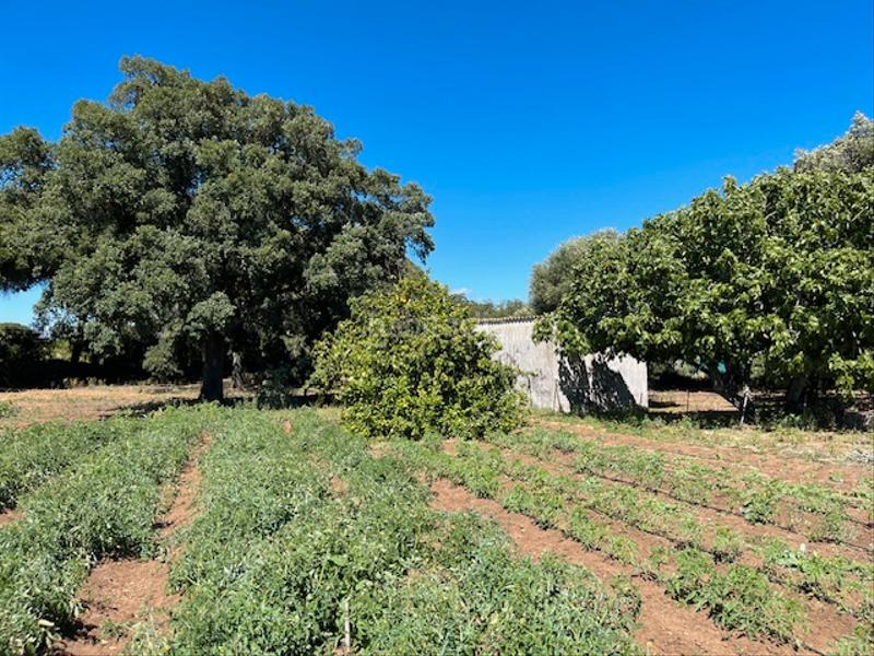 Foto 478ceb9b-e53f-4a0f-a506-d6691d3144b2. Mas dans Vejer Vejer de la Frontera