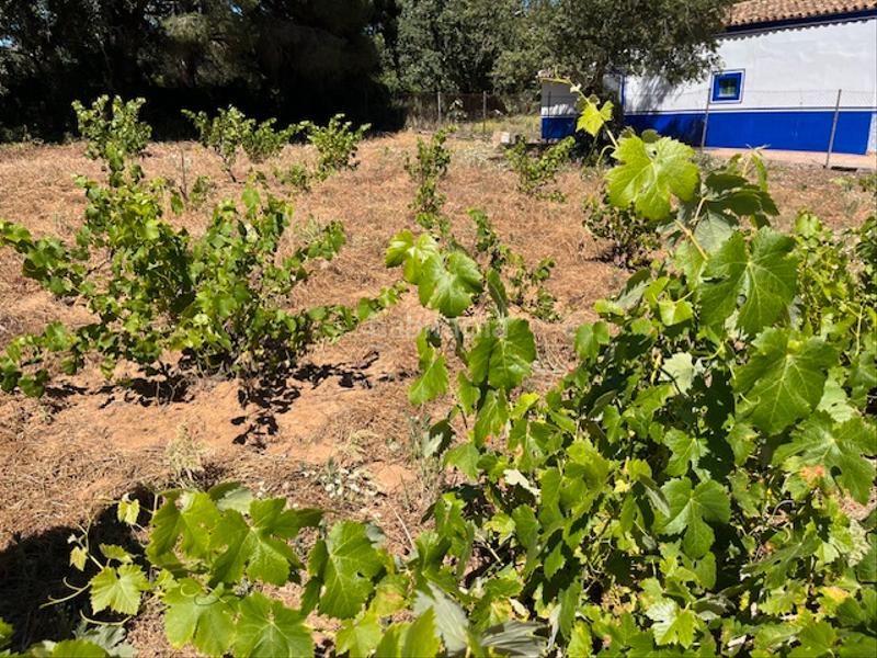 Foto 65ba5aa5-f2b7-4611-a7f0-17461bcf77e8. Mas dans Vejer Vejer de la Frontera