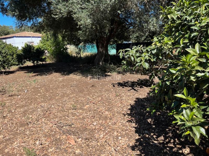 Foto 7bcbd223-0aa1-4166-ae53-71831474d402. Mas dans Vejer Vejer de la Frontera