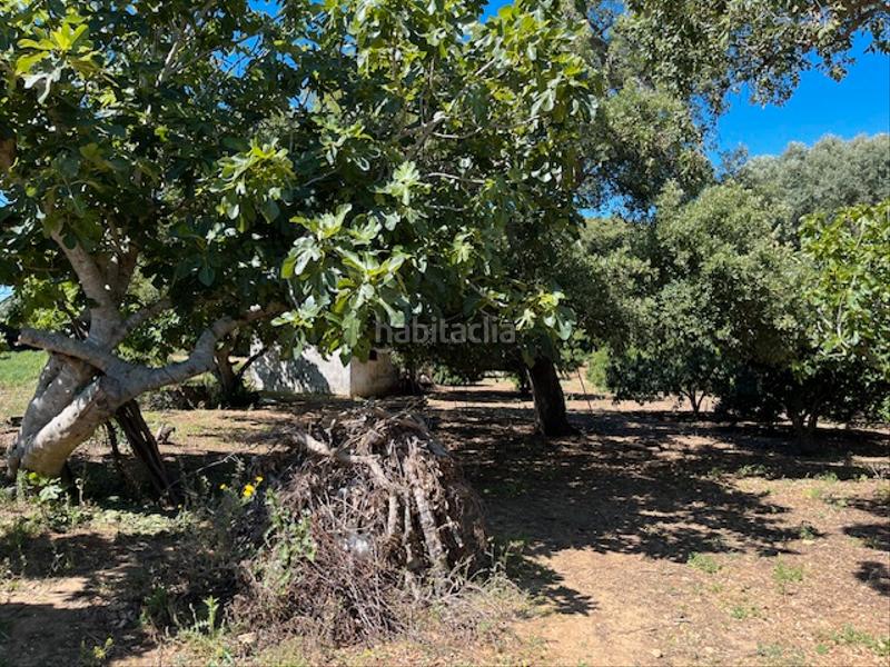 Foto b57c0556-591b-4da9-931c-b0ff69e02704. Mas dans Vejer Vejer de la Frontera