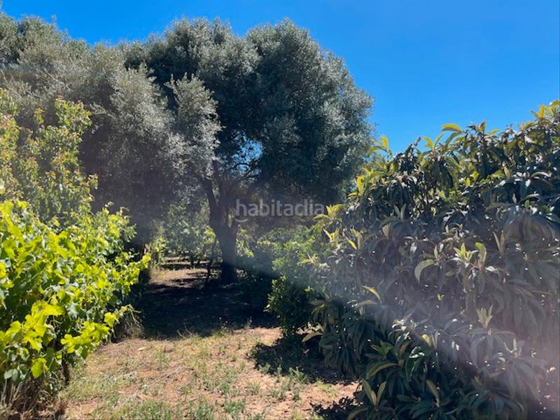 Foto b6770405-648e-4041-a2f7-780acf49d853. Mas dans Vejer Vejer de la Frontera