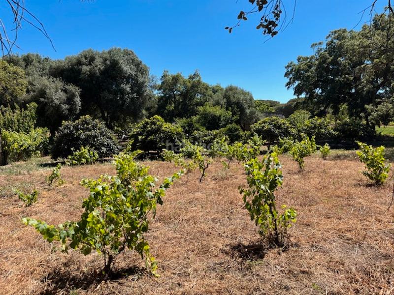 Foto cc340464-b78d-4159-a7d4-3d51bb99d48e. Mas dans Vejer Vejer de la Frontera
