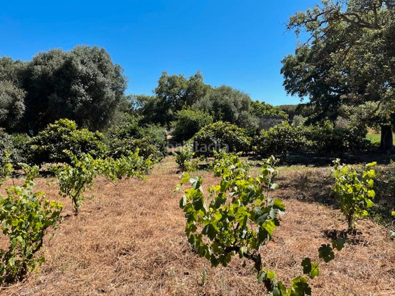 Foto f040877f-a24f-4ea7-afe9-249a171098cc. Mas dans Vejer Vejer de la Frontera