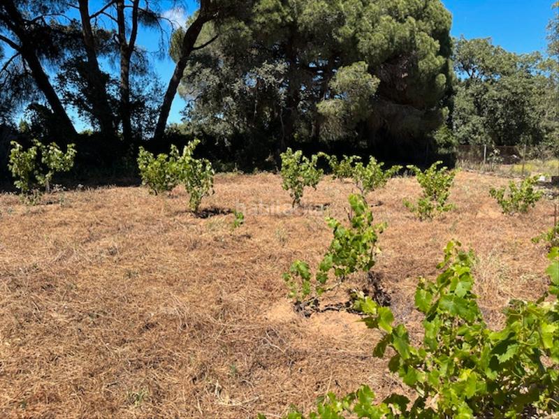 Foto f98d8ed6-80f5-45c9-a539-95dd4f90edc2. Mas dans Vejer Vejer de la Frontera