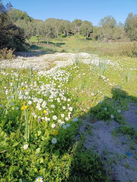 Foto e12742d0-e20d-4825-8857-3e7893953369. Finca rústica a Vejer Vejer de la Frontera
