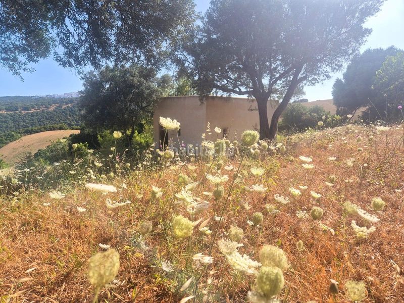 Foto a78d6382-a6b2-45c8-a3c1-201262b20d9b. Finca rústica a Vejer Vejer de la Frontera
