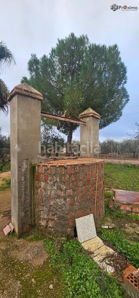 Foto c0cd772e-6ea3-42f0-a6e3-cf718e4dfeee. Casa parcela rústica con casa y alberca en Écija
