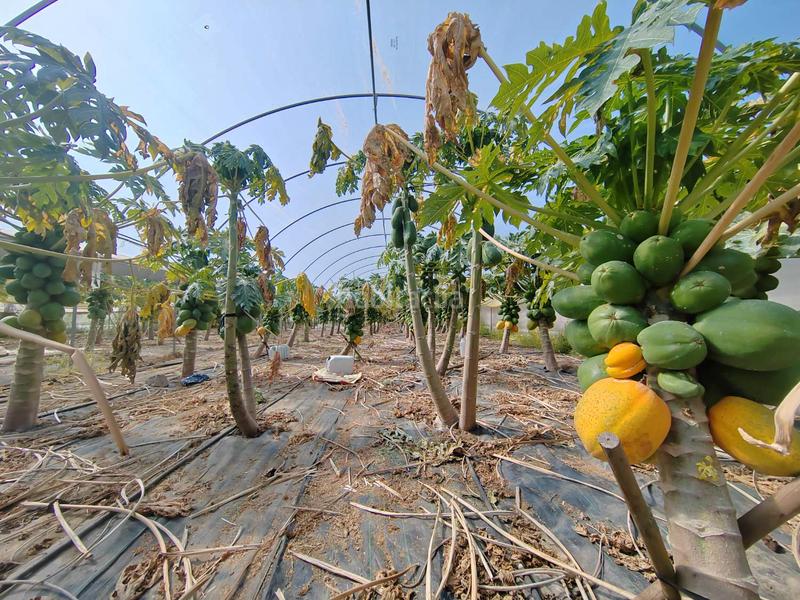 Foto 9c1ade04-641f-4c8a-9f1c-43b689355735. Bauernhof mit parking in Camino Viejo de Málaga Vélez - Málaga