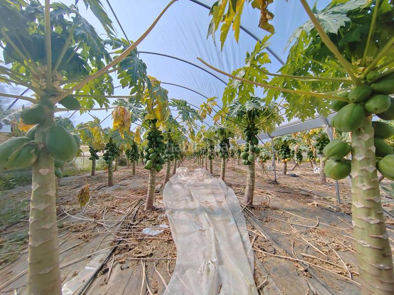 Foto 136cb2df-7291-4030-bc1f-ed879e5d0fae. Masía en Camino Viejo de Málaga Vélez - Málaga