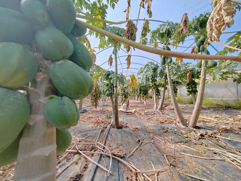 Foto 370799ff-853f-4fcf-ac17-056c5c286143. Masía en Camino Viejo de Málaga Vélez - Málaga