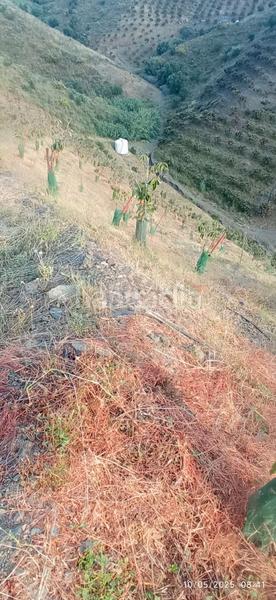 Foto d10c4c24-519c-45ae-a44d-6246593fe3ac. Terreno residencial en Benamocarra