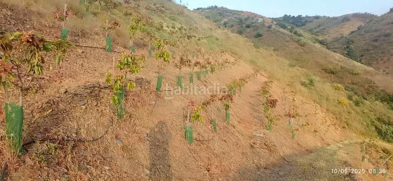 Foto 0d07b2b7-a46d-421c-8be9-007791cb513b. Terrain résidentiel dans Benamocarra