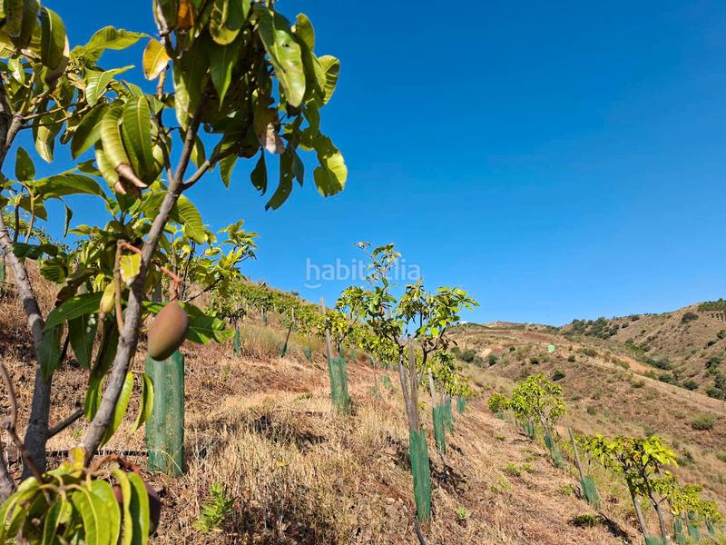 Foto 0f3f2ee8-38f7-4c85-8fc9-2f554483699e. Terrain résidentiel dans Benamocarra