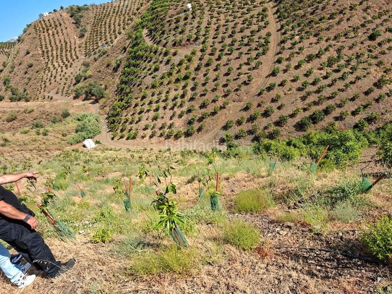 Foto 375528dc-0ef0-4c82-9971-764d5fb8eb24. Terrain résidentiel dans Benamocarra