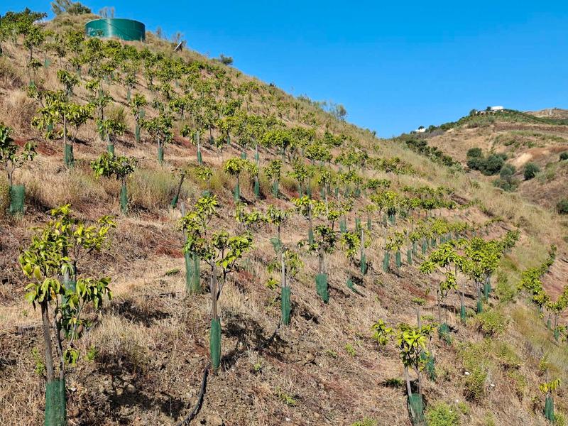 Foto 69dc65e5-9e7f-4987-ac13-dba47b4aa7de. Terrain résidentiel dans Benamocarra