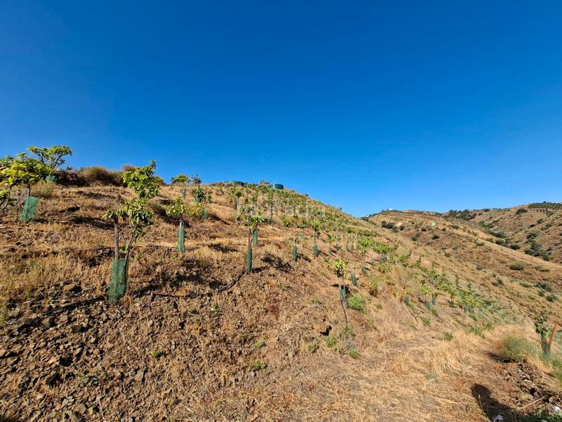 Foto 86036141-ba7e-4983-9552-09923120080b. Terrain résidentiel dans Benamocarra