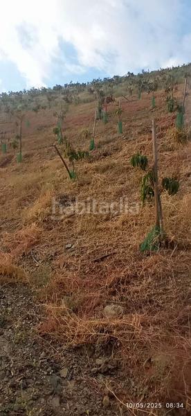 Foto a6bd0fe3-956d-421a-87ed-e39bec847179. Terrain résidentiel dans Benamocarra