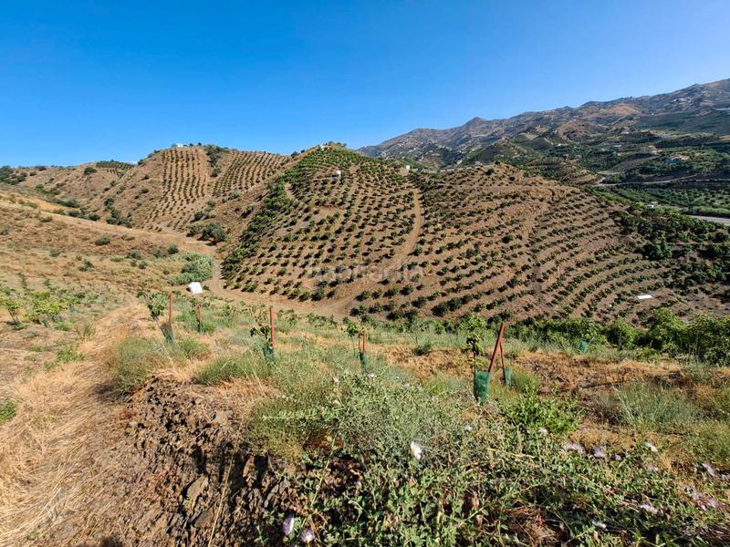 Foto d4ece04c-dcbc-44a1-a9de-de6daa4061c6. Terrain résidentiel dans Benamocarra
